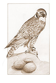 Peregrine Falcon