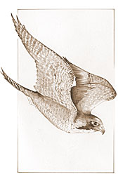 Peregrine Falcon